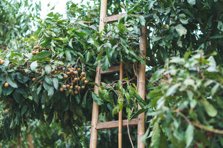 Longan orchards on green treeの写真素材