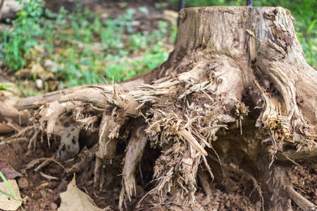 Shovel and the dead tree root