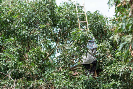 Longan harvesting by Asian farmers