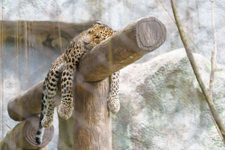 Leopard in the zoo of Thailand