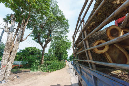 A man doing tree cut service for preparing path for road constructionの写真素材