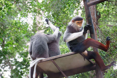 Douc Langur in the zoo of Thailandの写真素材