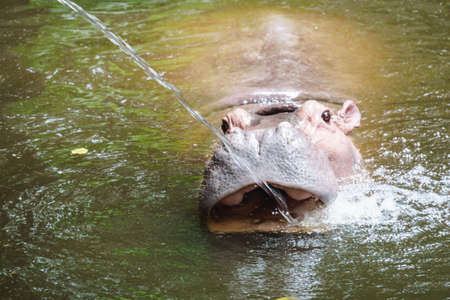 Hippopotamus in the zoo of Thailand