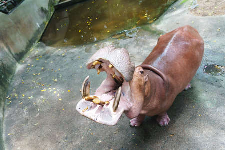Hippopotamus in the zoo of Thailandの写真素材