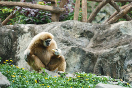 White Handed Gibbon in the parkの写真素材