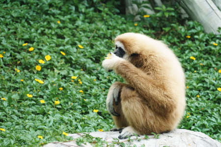 White Handed Gibbon in the parkの写真素材