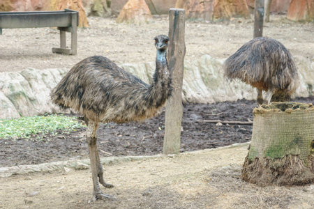 Emu bird in the zoo