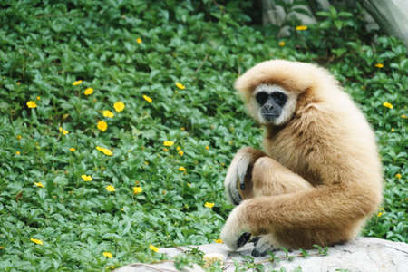 White Handed Gibbon in the parkの写真素材