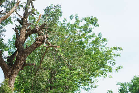 A man doing tree cut service for preparing path for road construction