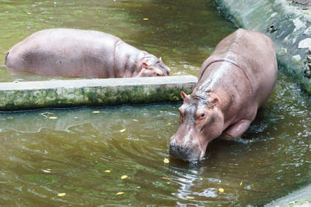 Hippopotamus in the zoo of Thailandの写真素材