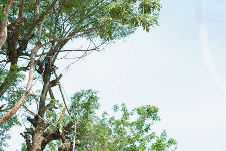 A man doing tree cut service for preparing path for road constructionの写真素材