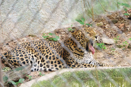 Leopard in the zoo of Thailandの写真素材