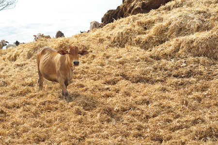 Asian cow on a mountain of corn hayの写真素材