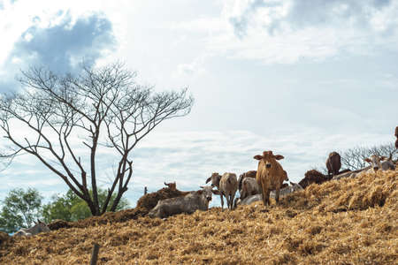 Asian cow on a mountain of corn hayの写真素材