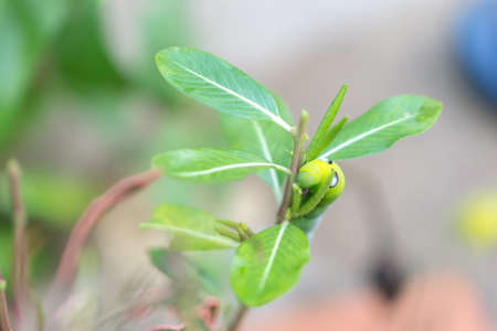 Green caterpillar on green leafの写真素材