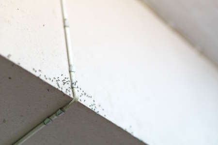 The chain of ants on the white wallの写真素材