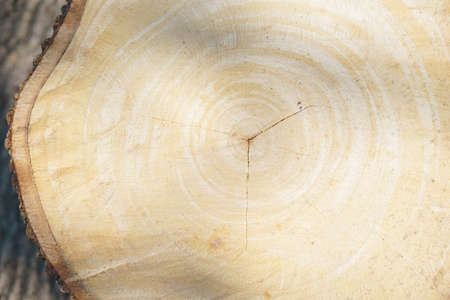 wooden cutting board made of tamarind wood