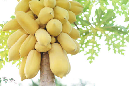 Unripe golden papaya on the tree