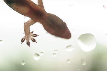 Close up picture of Asian house gecko on the glass in raining dayの写真素材
