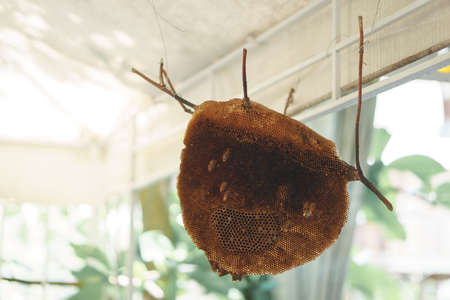 Dried honeycomb use for decorationの写真素材