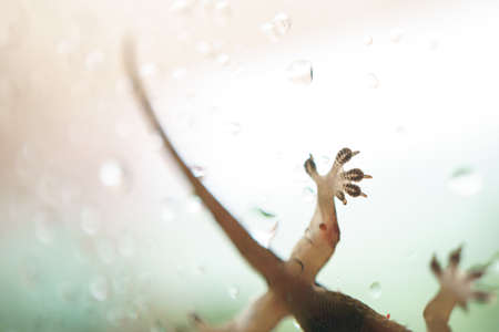 Close up picture of Asian house gecko on the glass in raining dayの写真素材