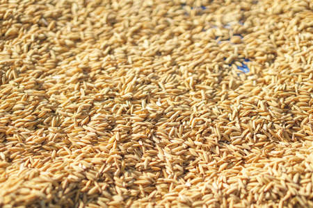 Paddy rice dried by sun light before use as seed for new seasonの写真素材