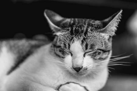 Smiling sleepy cat on plastic grassの写真素材