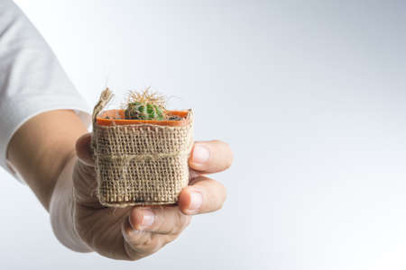 Hand giving cactus as a gift on white background