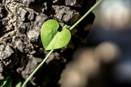 Green heart shape vine leaf of Aristolochia ringens Vahl on tree truckの写真素材
