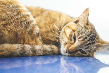 Cat lying down on car hoodの写真素材