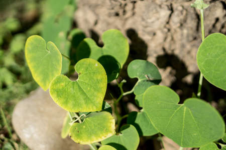 Green heart shape vine leaf of Aristolochia ringens Vahl on tree truckの写真素材