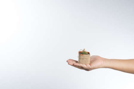 Hand giving cactus as a gift on white background