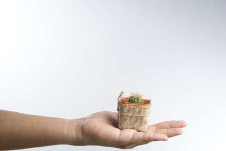 Hand giving cactus as a gift on white backgroundの写真素材