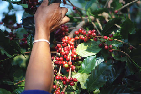 A farmer hand picking ripe and raw coffee berries on coffee tree branch