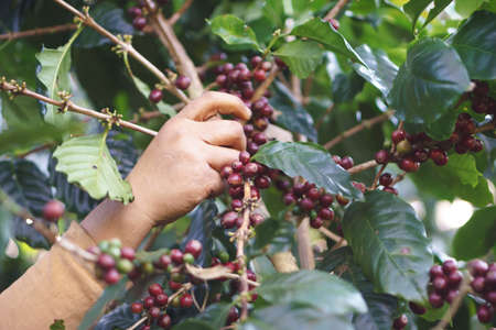 A farmer hand picking ripe and raw coffee berries on coffee tree branchの写真素材