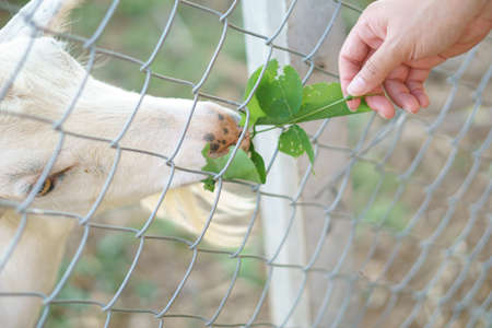 Goats living in the pasture in Asian countryの写真素材