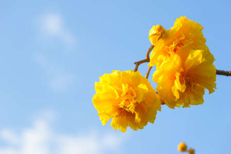Yellow silk cotton with blue sky, Cochlospermum regiumの写真素材