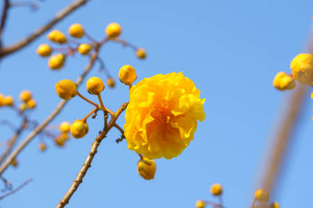 Yellow silk cotton with blue sky, Cochlospermum regiumの写真素材