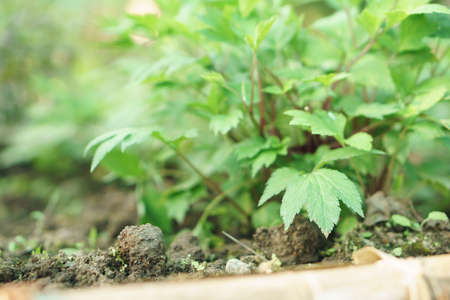 Mugwort plant field (Artemisia vulgare) green and flesh variegated leavesの写真素材