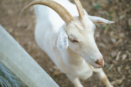 Goats living in the pasture in Asian countryの写真素材