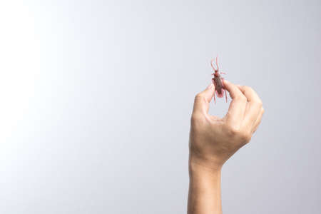 Hand holding cockroach toy for prank on white background