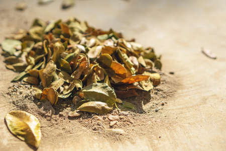 Piles of leaves and dust on on the floorの写真素材