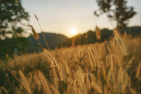 Poaceae wild spike savana flower with sunset at backgroundの写真素材