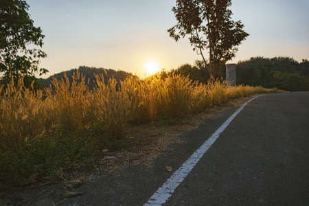 Sunset at countryside road with poaceae flower in Asian country