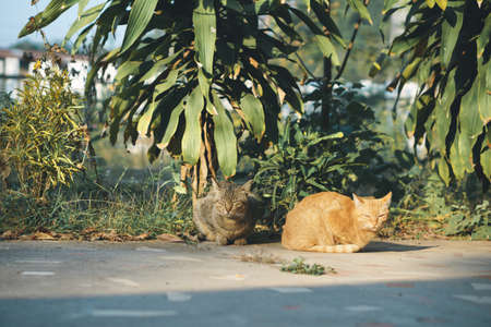 Sitting Asian house cat is sitting and enjoying the warmth of sunlight in film tone styleの写真素材