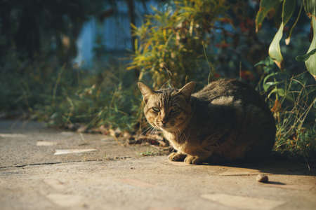 Sitting Asian house cat is sitting and enjoying the warmth of sunlight in film tone style