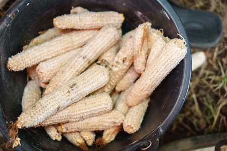 Corn cob and  grains for feeding animalの写真素材