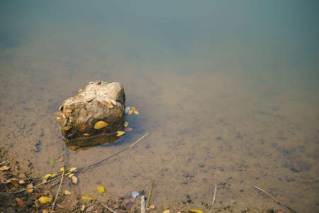 A rock stuck with leaves in clear waterの写真素材