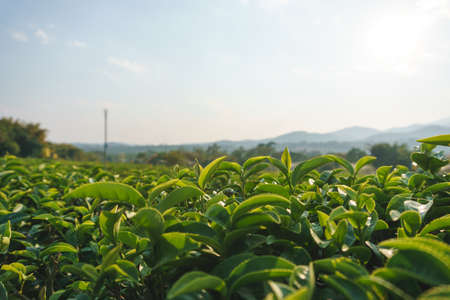 Beautiful fresh green tea plantation in Asian country, Chiangrai Thailandの写真素材