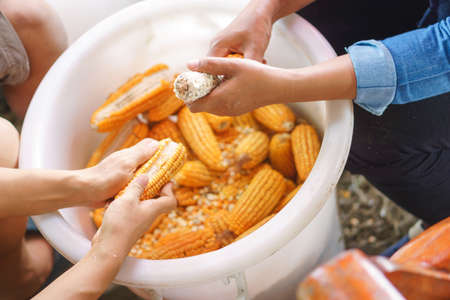 Worker Woman's hands holding a corn cob and separating the grains to a seed for feeding animalの写真素材